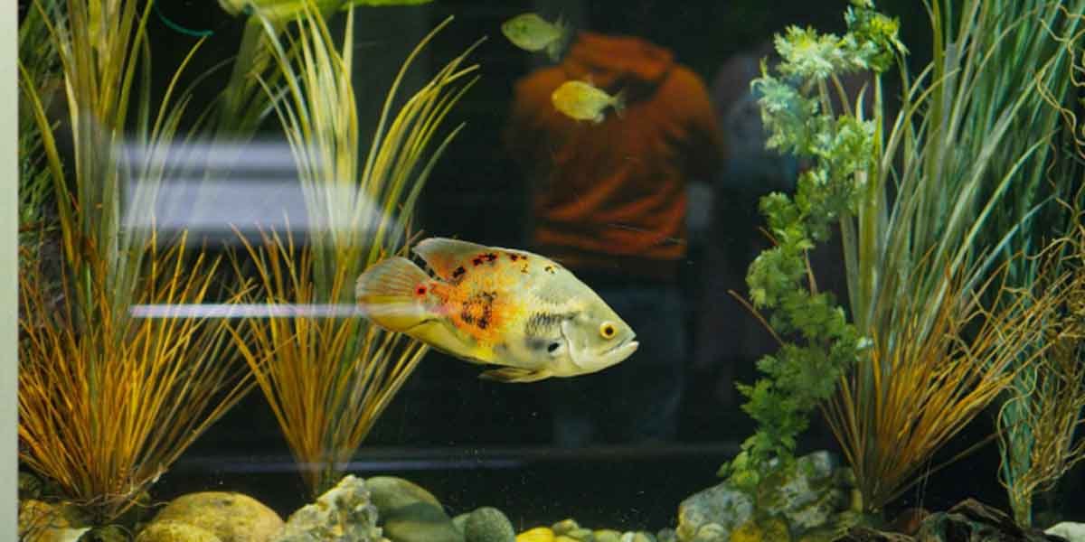 Best Aquascape Company in Singapore