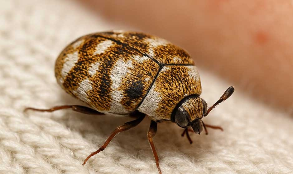 Carpet Beetle Bites: Uncovering the Truth Behind That Itchy Rash