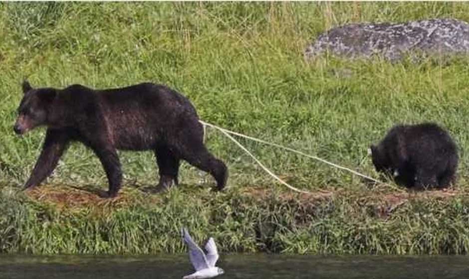 bear with tapeworm