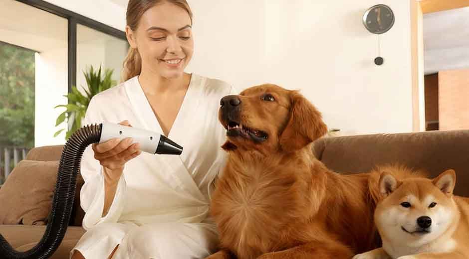 How High-Velocity Drying Transforms Grooming for Long-Haired Dogs