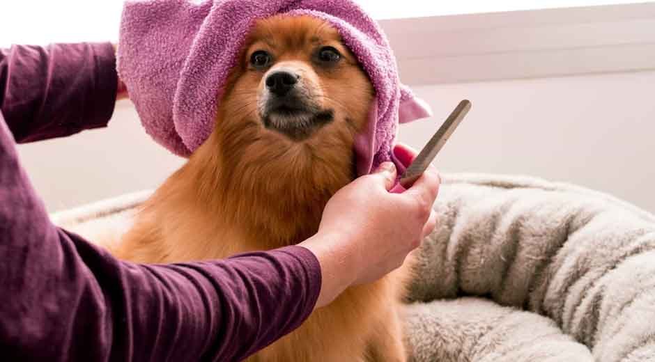 Top Dog Grooming Mistakes and How to Avoid Them