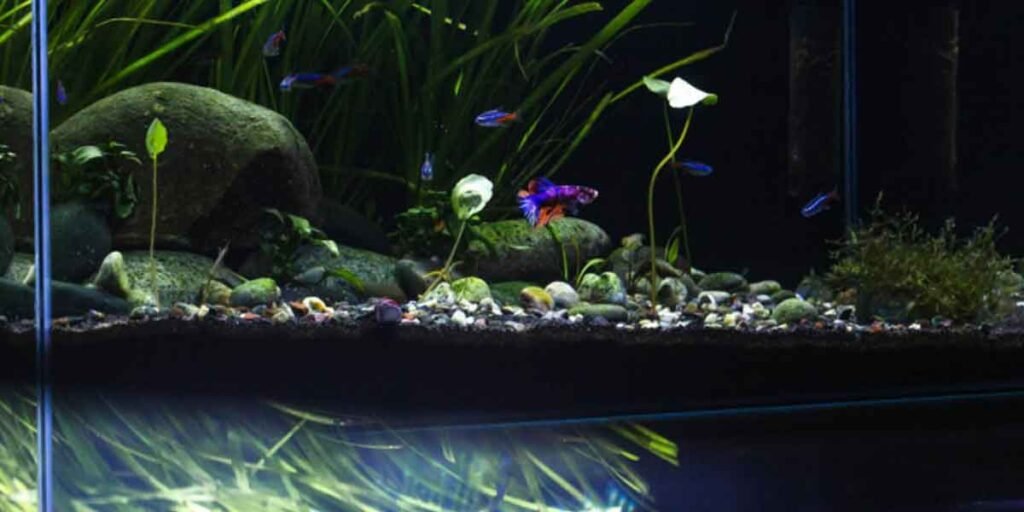 Best Aquascape Company in Singapore